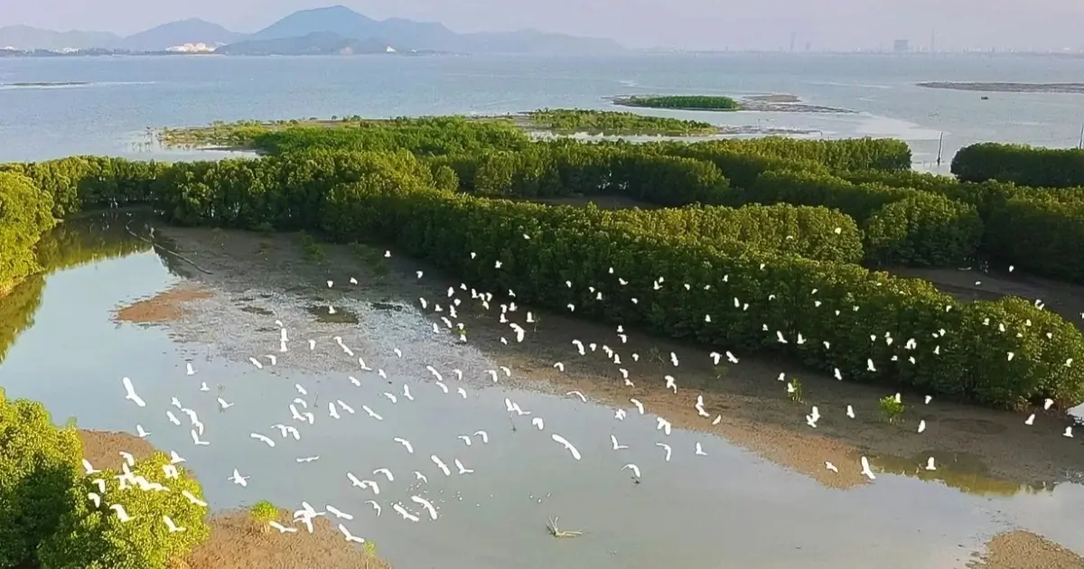TOUR GHÉP 1 NGÀY CỒN CHIM TUY PHƯỚC