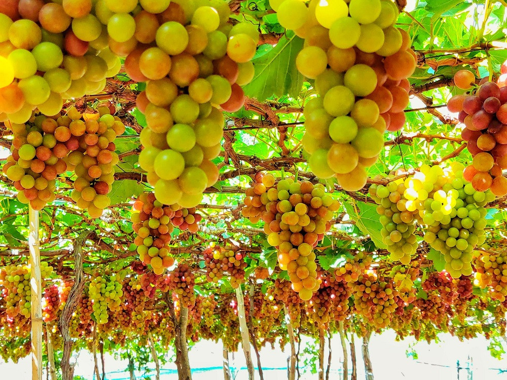 TOUR GHÉP 1 NGÀY VỊNH VĨNH HY NINH THUẬN