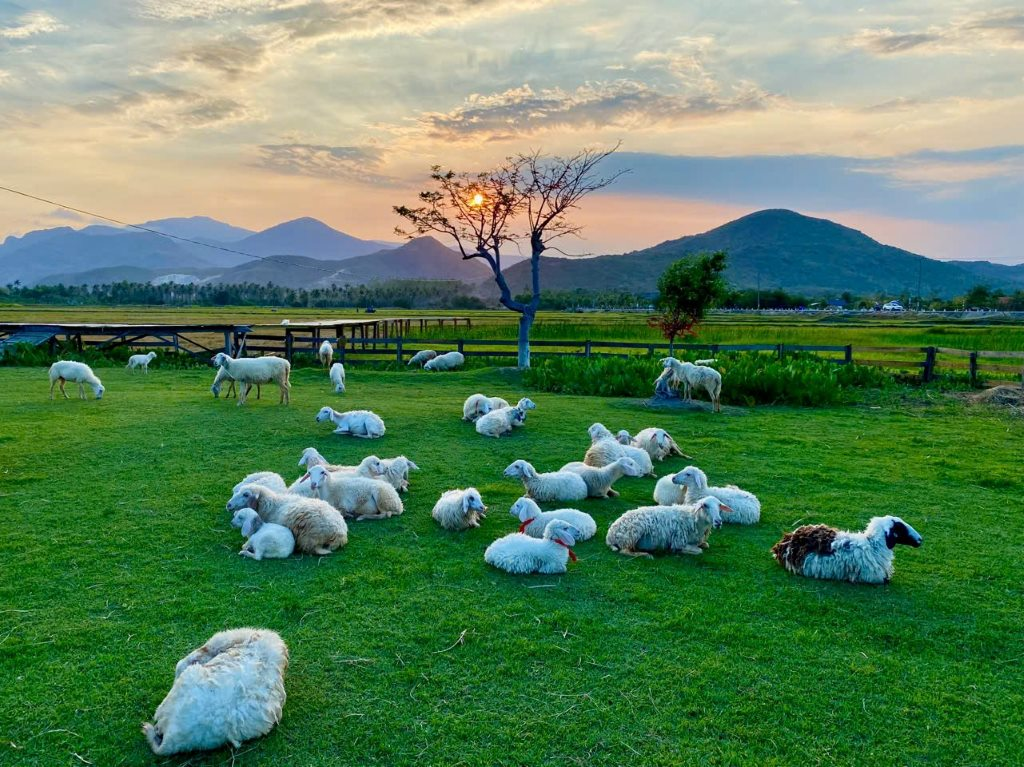 TOUR GHÉP 1 NGÀY ĐỒNG CỪU - VƯỜN NHO - VĨNH HY - HANG RÁI NHA TRANG