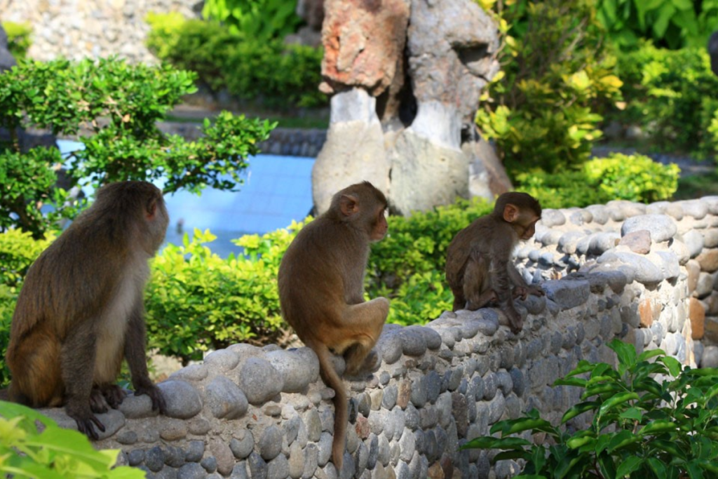TOUR GHÉP 1 NGÀY ĐẢO KHỈ - SUỐI HOA LAN NHA TRANG 