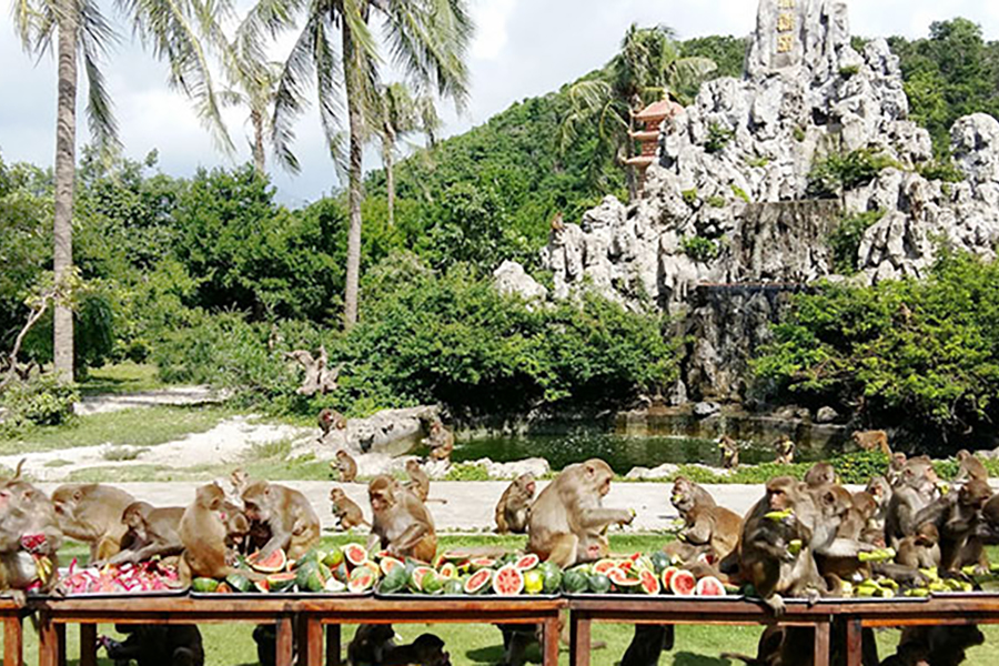 TOUR GHÉP 1 NGÀY ĐẢO KHỈ - SUỐI HOA LAN NHA TRANG 