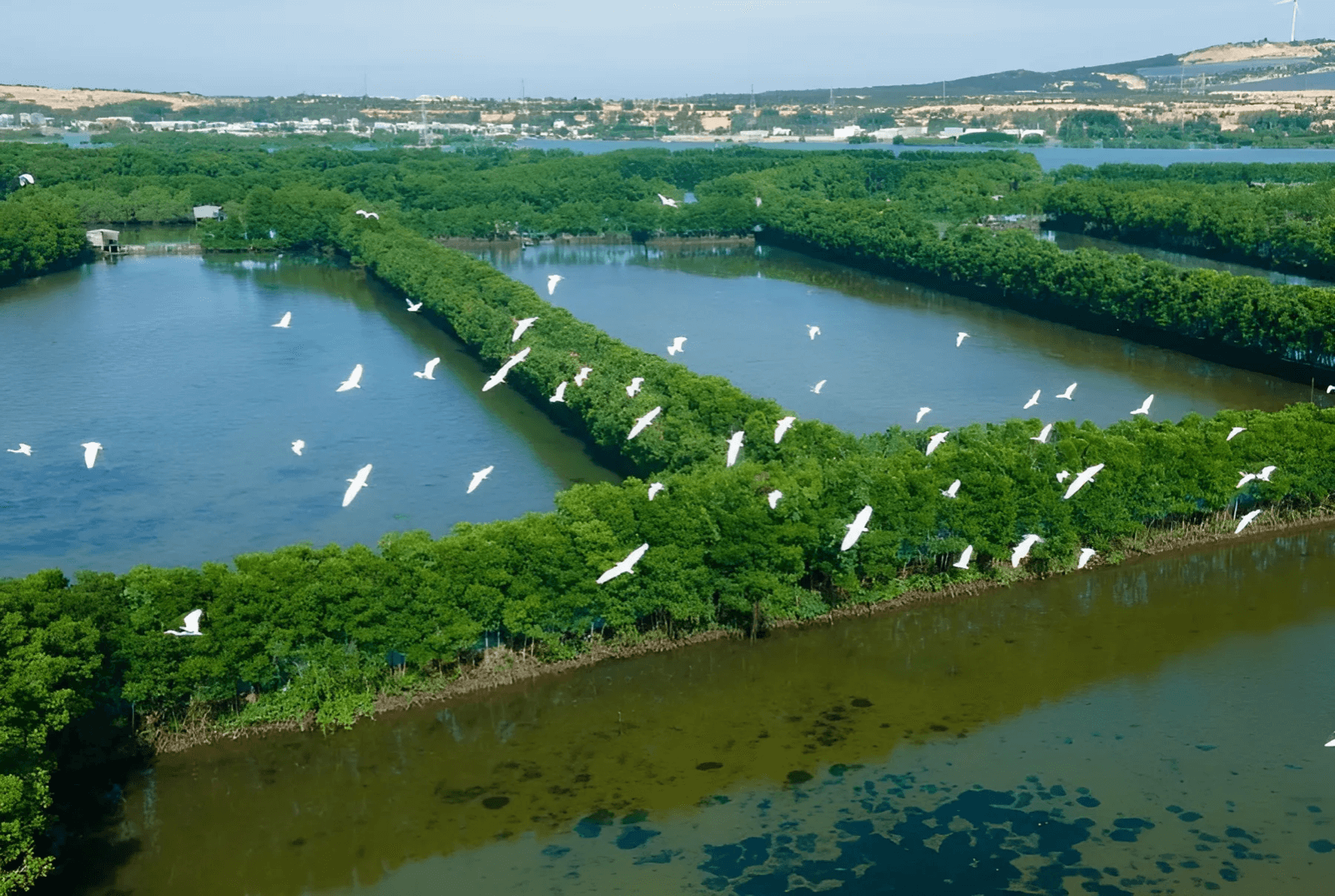 TOUR GHÉP 1 NGÀY CỒN CHIM TUY PHƯỚC